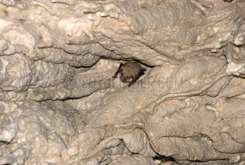 Fledermaus für Mausohr in einer Höhle in den Zeugnissen Frankreich überwintern