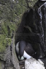 Common Guillemot ready to incubate its egg Iceland