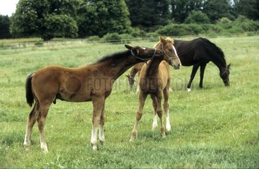 Foals Saddle French unweaned playing in the meadow