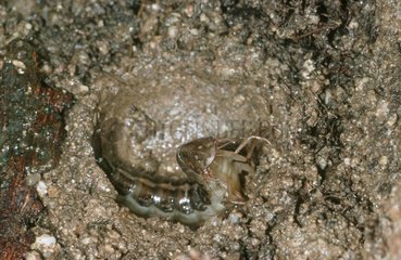 Great diving beetle larva making nest to become a pupa Spain