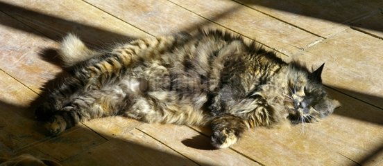 Chatte Alrisha lollt in der Sonne auf dem Boden