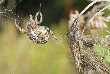 Weaver Spider webt seinen Spinnnetz