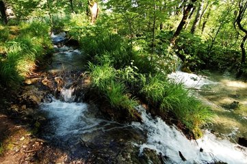 Ruisseau dans un sous-bois du PN de Plitvice Croatie