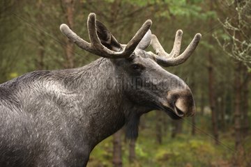 Portrait of a male Moose in captivity Sweden