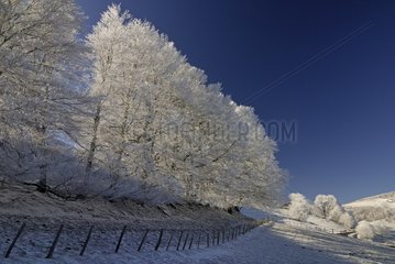 Landscape of countryside and trees snow-covered France