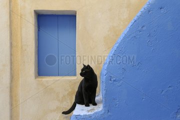 Black Domestic Cat on staircase Cyclades islands Greece