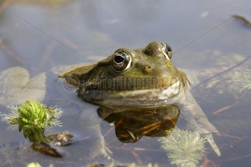 Green frog with head out of the water France