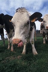 Kuh steckt ihre Zunge in ihr Nasenloch Frankreich