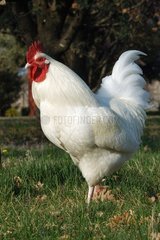 Rooster Gâtinaise breed walking in a garden France