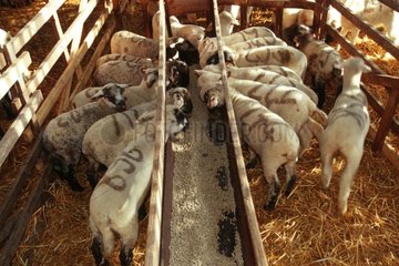 Troupeau d'agneaux Mérinos à l'engraissement