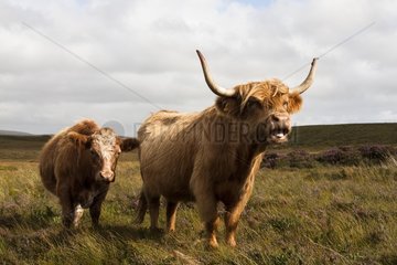 Highland cattles in Scotland