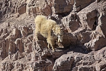 Mountain Goat in rocks Montana USA