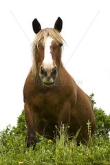 Portrait of a half-drought Mare in a meadow Bourgogne France