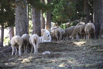 Schäferhund  die eine Schafherde bewachen