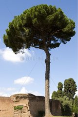 Umbrella pine Rome