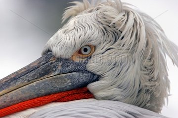 Portrait of curly Pelican in period of reproduction [AT]