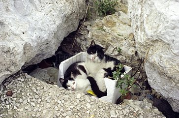 Cats female & young on homeless in rocks Naples Italy