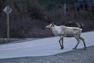 Caribou traversant une route Terre-Neuve Canada