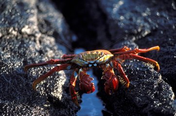 Sally Lightfoot Crab on a volcanic ground Galapagos