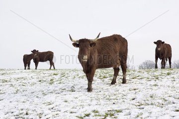 Herde der Kühe Salmer unter Schnee Frankreich [at]