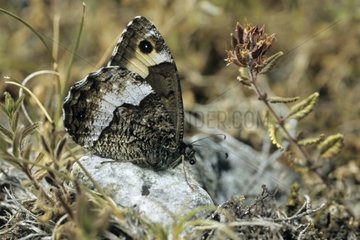 Woodland Grayling butterfly resting on a stone France