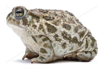 Great Plains Toad in studio