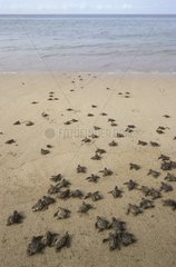 Newborn Pacific ridley sea turtles moving towards the sea