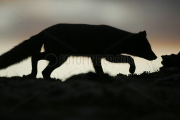 Silhouette of Arctic fox smelling at a rock in Iceland