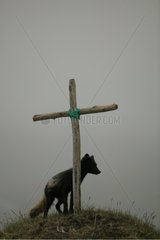 Arctic Fox near a christian cross on a hillock Iceland
