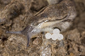 Slugs with her eggs