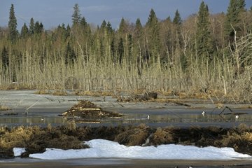 Barrage sur un lac en dégel créé par les castors Manitoba