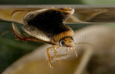 Diving beetle under water and breathing in a bubble