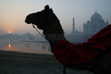 Dromadaire monté devant le Taj Mahal Inde