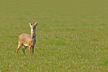 Male Chinese water deer in a meadow Great Britain