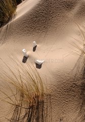 Polystyrene on a dune of Berck beach