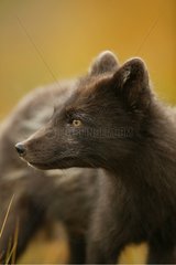 Portrait of Arctic fox in a meadow during springtime Iceland