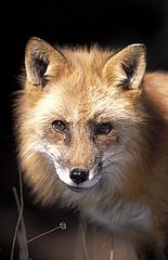 Portrait of a Red Fox the USA