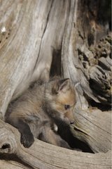 Young Red Fox 5 weeks before his den USA
