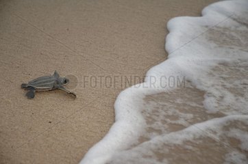 Young Leatherback moving towards the ocean Guyana