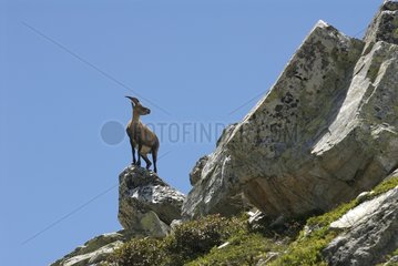 Female Ibex on a rock Vanoise France