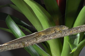 Gecko male arboreal New Caledonia