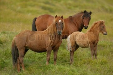 Three Iceland Ponies on the East coast of Iceland