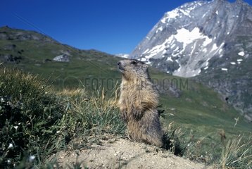 Young Alpine Marmot at the exit of burrow Vanoise France