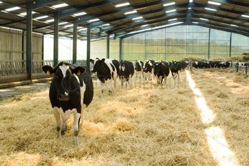 Holstein cows returning to stall for milking