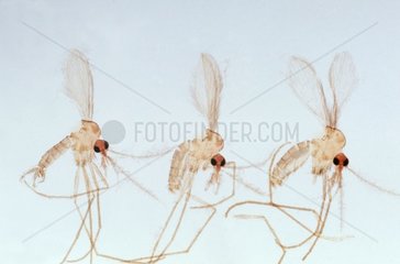 Phlébotomes mâle et femelles vus au microscope