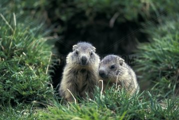 Two young Alpine Marmots at the exit of burrow Vanoise NP