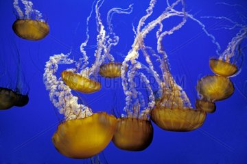 Méduses Ortie de mer dans l'aquarium de Monterey CA USA