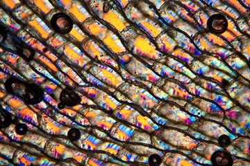 Flustra strips by light microscopy