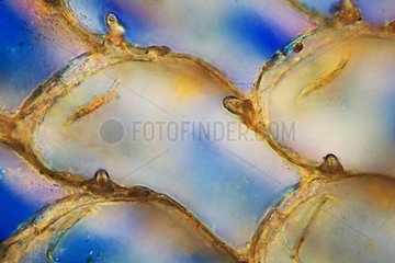 Detail of Flustra strips by light microscopy