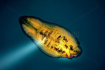 Bdelloura parasitic flatworm by light microscopy
